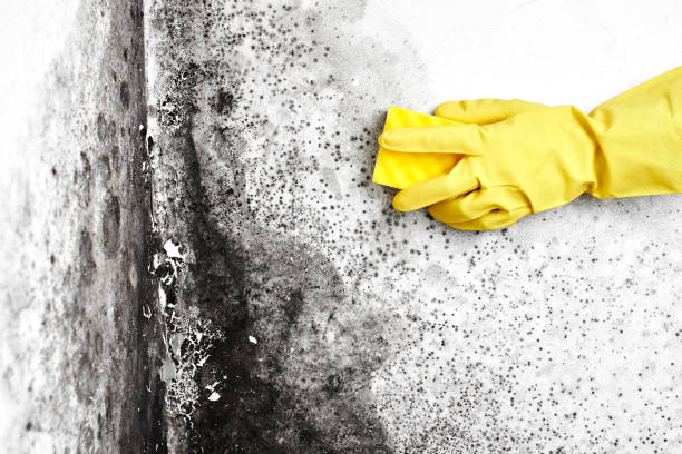 Reliable Terrell, TX Mold Remediation Solutions